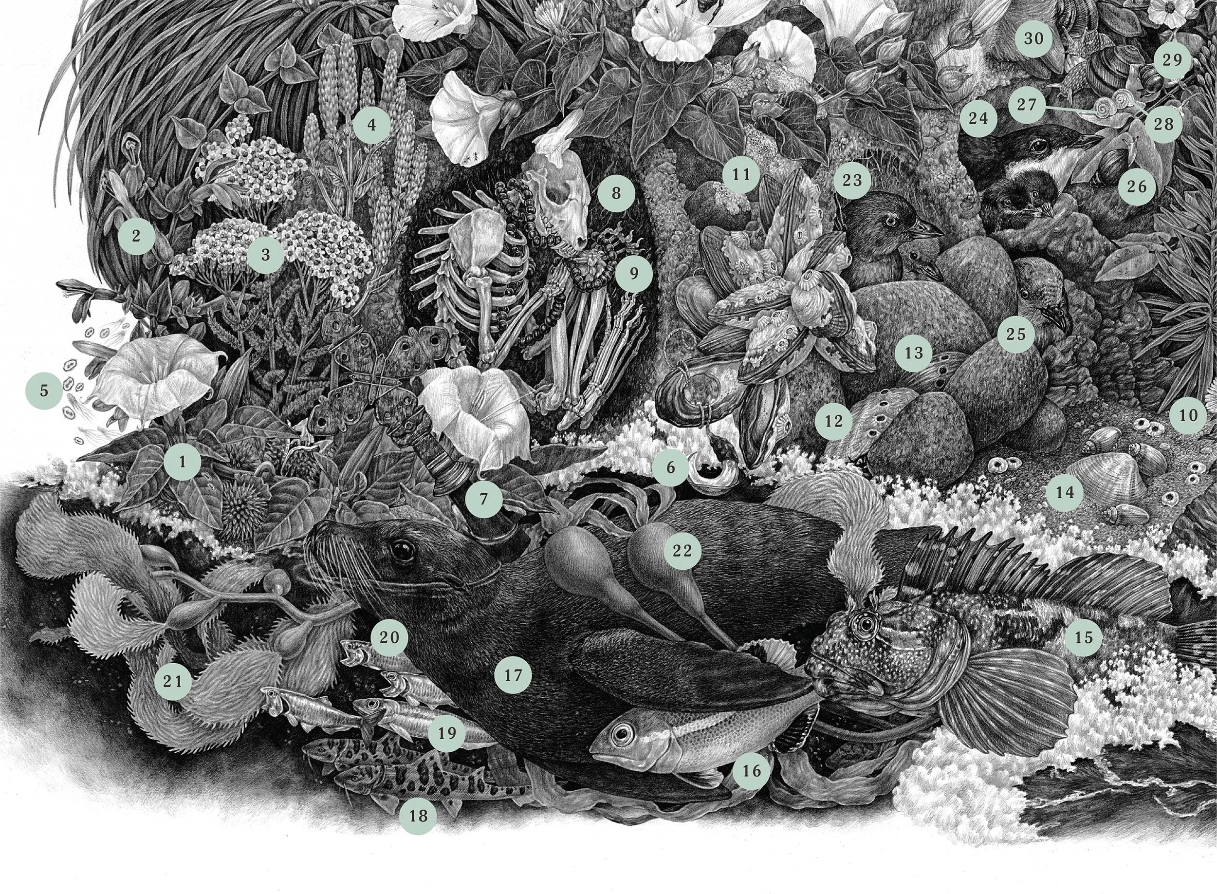 2017 | Limuw Santa Cruz Island — Zoe Keller Nature Art